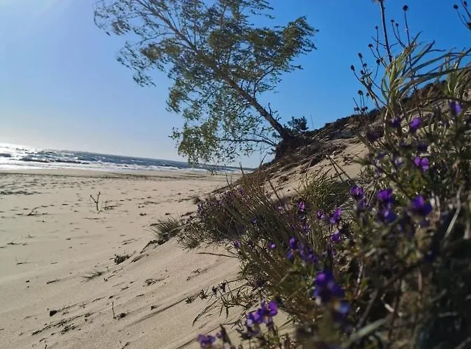 M&k Nadmorski Zagajnik - Sobieszewo, Wyspa Sobieszewska Gdańsk